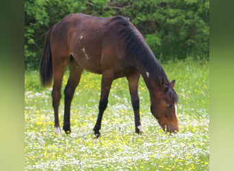 Quarter pony, Hongre, 1 Année, 146 cm, Overo-toutes couleurs