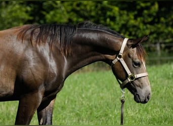 Quarter pony, Hongre, 2 Ans, 149 cm, Buckskin