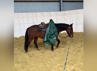 Quarter pony Croisé, Hongre, 2 Ans, 150 cm, Bai