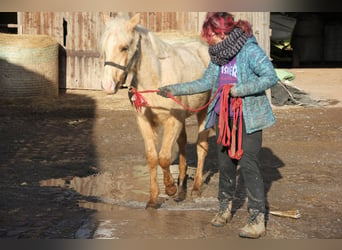 Quarter pony Croisé, Hongre, 2 Ans, 150 cm, Palomino