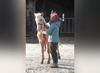 Quarter pony Croisé, Hongre, 2 Ans, 150 cm, Palomino