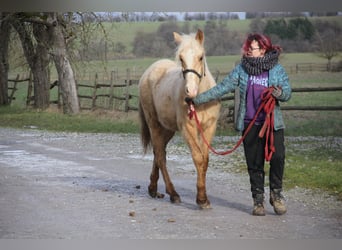 Quarter pony Croisé, Hongre, 2 Ans, 150 cm, Palomino