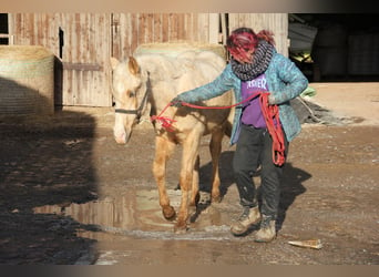 Quarter pony Croisé, Hongre, 2 Ans, 150 cm, Palomino