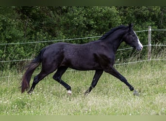 Quarter pony Croisé, Hongre, 2 Ans, 158 cm, Gris noir