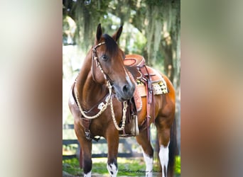 Quarter pony, Hongre, 3 Ans, 142 cm, Pinto