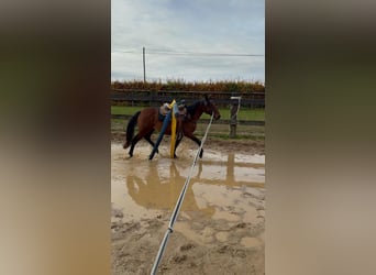 Quarter pony Croisé, Hongre, 3 Ans, 150 cm, Bai