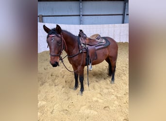 Quarter pony Croisé, Hongre, 3 Ans, 150 cm, Bai