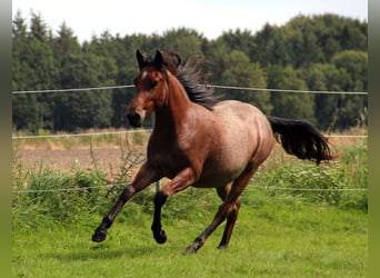 Quarter pony Croisé, Hongre, 3 Ans, 150 cm, Roan-Bay