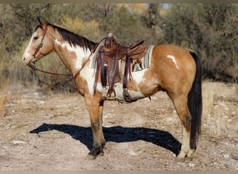 Quarter pony, Hongre, 3 Ans, 151 cm, Bai clair