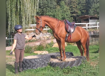 Quarter pony, Hongre, 3 Ans, 152 cm, Alezan