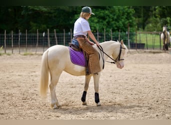 Quarter pony, Hongre, 4 Ans, 122 cm, Cremello
