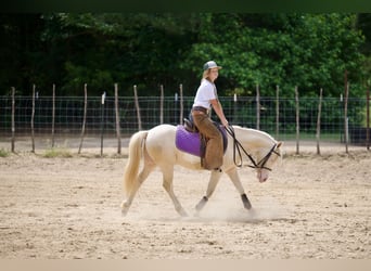 Quarter pony, Hongre, 4 Ans, 122 cm, Cremello