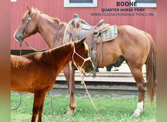 Quarter pony, Hongre, 4 Ans, 132 cm, Alezan cuivré