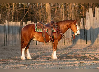 Quarter pony, Hongre, 4 Ans, 140 cm, Alezan cuivré