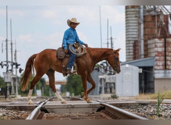 Quarter pony, Hongre, 4 Ans, 142 cm, Alezan cuivré