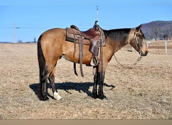 Quarter pony, Hongre, 4 Ans, 142 cm, Buckskin