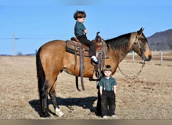 Quarter pony, Hongre, 4 Ans, 142 cm, Buckskin