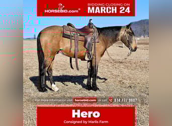 Quarter pony, Hongre, 4 Ans, 142 cm, Buckskin