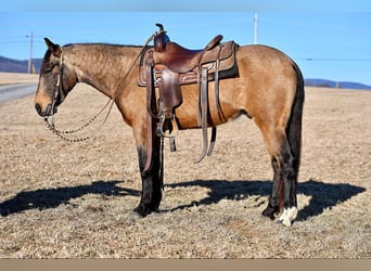 Quarter pony, Hongre, 4 Ans, 142 cm, Buckskin