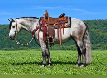 Quarter pony, Hongre, 4 Ans, 142 cm, Gris pommelé