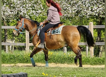 Quarter pony Croisé, Hongre, 4 Ans, 152 cm, Bai