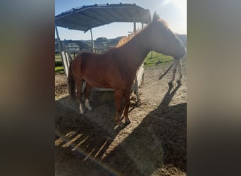Quarter pony Croisé, Hongre, 4 Ans