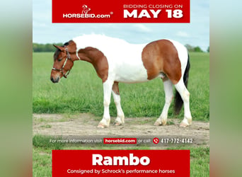 Quarter pony, Hongre, 4 Ans, Pinto