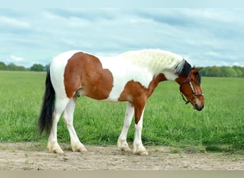 Quarter pony, Hongre, 4 Ans, Pinto