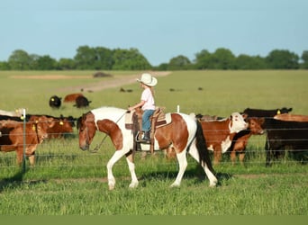 Quarter pony, Hongre, 4 Ans, Pinto