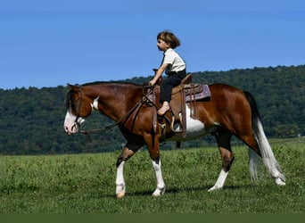 Quarter pony, Hongre, 5 Ans, 130 cm, Pinto