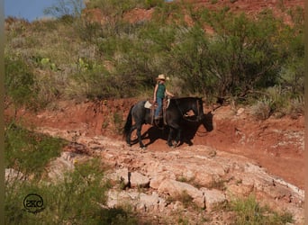Quarter pony, Hongre, 5 Ans, 132 cm, Rouan Bleu