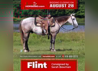 Quarter pony, Hongre, 5 Ans, 135 cm, Gris