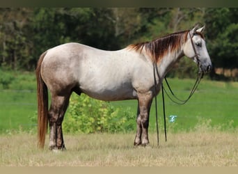 Quarter pony, Hongre, 5 Ans, 135 cm, Gris