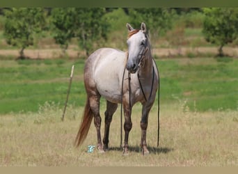 Quarter pony, Hongre, 5 Ans, 135 cm, Gris