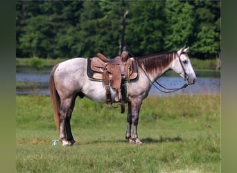 Quarter pony, Hongre, 5 Ans, 135 cm, Gris