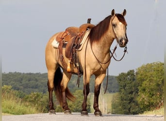 Quarter pony, Hongre, 5 Ans, 137 cm, Buckskin