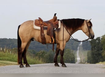 Quarter pony, Hongre, 5 Ans, 137 cm, Buckskin