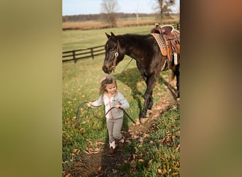 Quarter pony, Hongre, 5 Ans, 142 cm, Noir