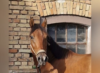 Quarter pony Croisé, Hongre, 5 Ans, 144 cm, Bai