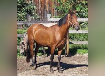 Quarter pony Croisé, Hongre, 5 Ans, 144 cm, Bai