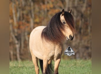 Quarter pony, Hongre, 5 Ans, Buckskin