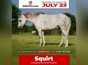 Quarter pony, Hongre, 6 Ans, 122 cm, Gris