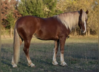 Quarter pony, Hongre, 6 Ans, 135 cm, Alezan cuivré