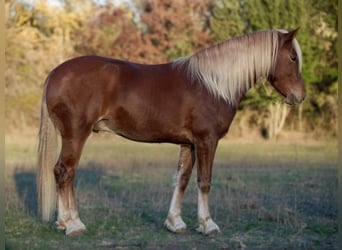 Quarter pony, Hongre, 6 Ans, 135 cm, Alezan cuivré