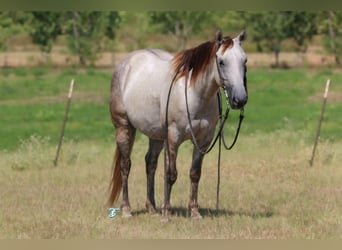 Quarter pony, Hongre, 6 Ans, 135 cm, Gris