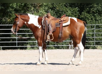 Quarter pony, Hongre, 6 Ans, 137 cm, Pinto