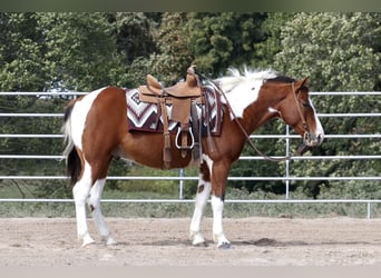Quarter pony, Hongre, 6 Ans, 137 cm, Pinto