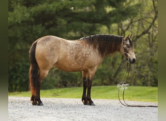 Quarter pony, Hongre, 6 Ans, 140 cm, Buckskin