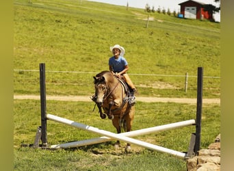 Quarter pony, Hongre, 6 Ans, 140 cm, Buckskin