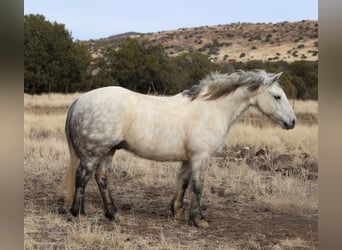 Quarter pony Croisé, Hongre, 6 Ans, 140 cm, Gris pommelé